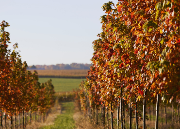Rows of fall-colored trees in a grassy field.