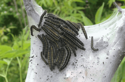 Pest And Disease Center Eastern Tent Caterpillar Banner 1440X500