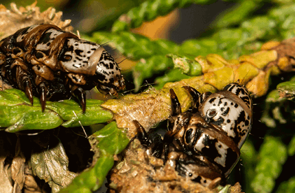 Pest And Disease Bagworms Banner 1440X500