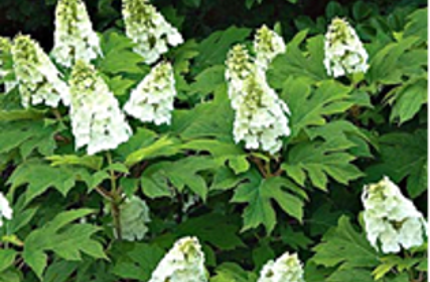 Oakleaf Hydrangea
