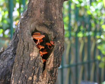brown mushrooms in a tree hollow