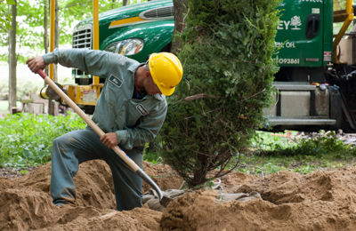Planting Trees