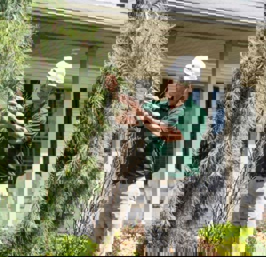 Inspecting Pine