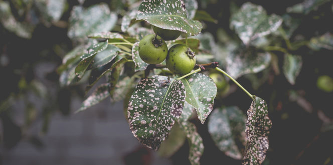 Ss 2033439272 Septoria Pear