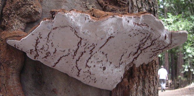Ganoderma Applanatum Redwood CA Dmiller 3