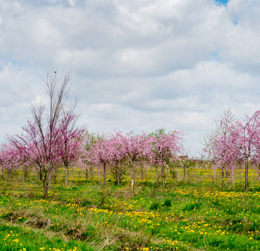 Davey Nursery Tree Selection