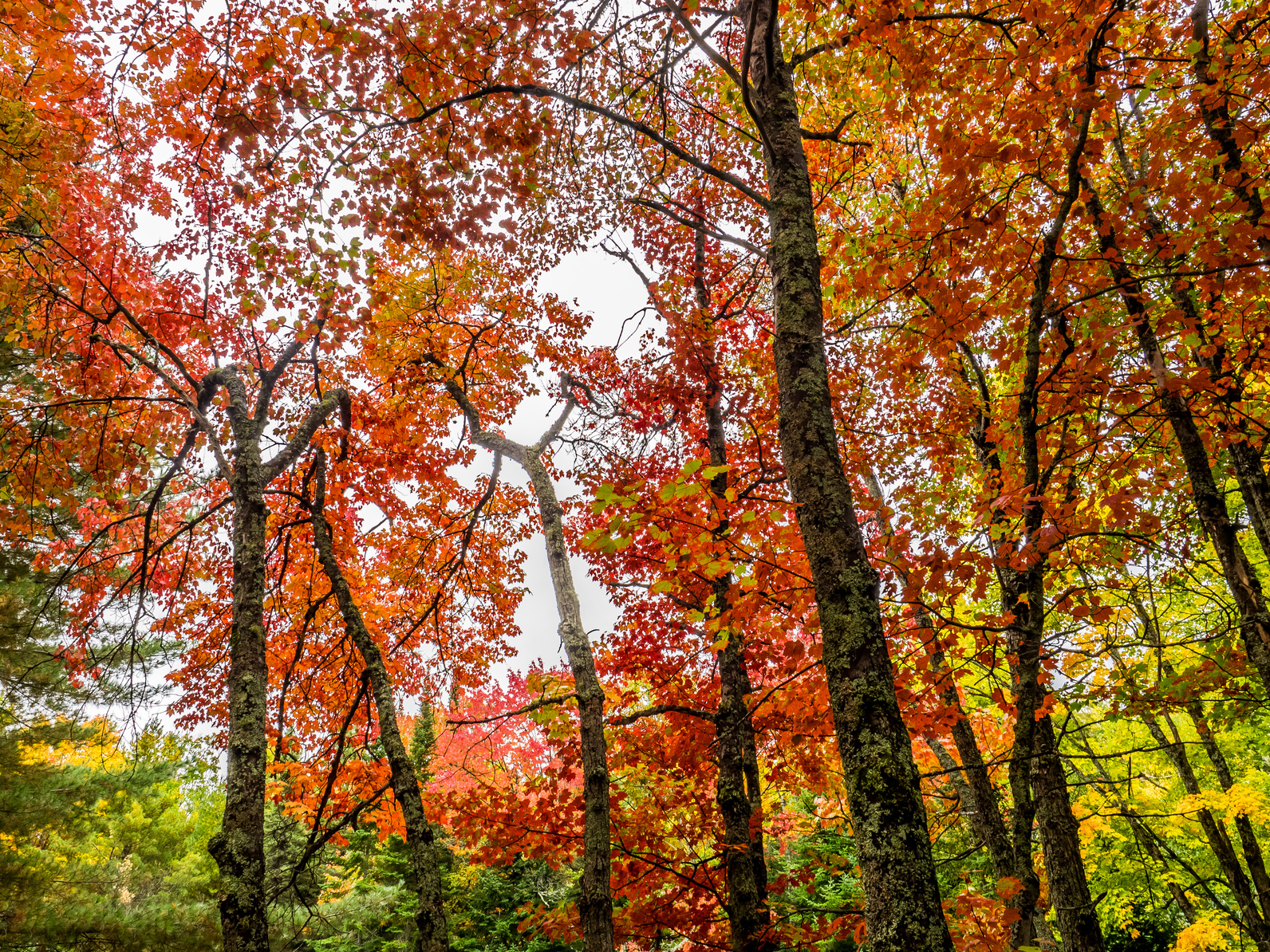 Maple Tree Malady Won T Dim Vivid Fall Colors Davey Tree   Fotolia 220506863 Subscription Monthly M 