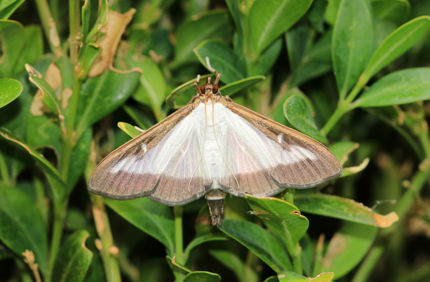 Ss 1201316737 Box Tree Moth