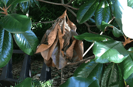 Pest And Disease Btb Tunneling Banner 1440X500