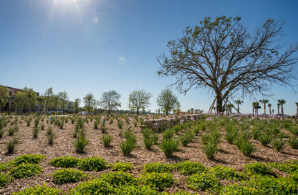 drought trees