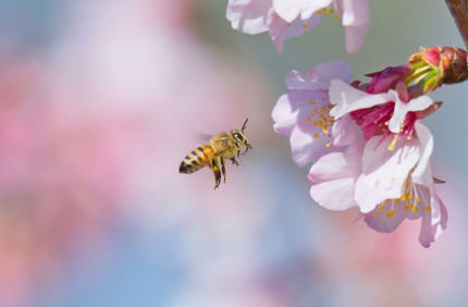spring