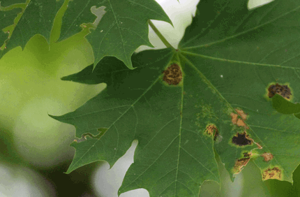 Pest And Disease Center Anthracnose Disease Of Deciduous Trees Banner 1440X500