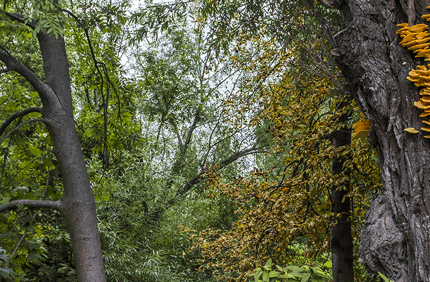 Pest And Disease Chicken Of The Woods Banner 1440X500