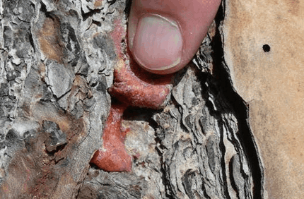 Pest And Disease Blackturpentine Beetle Banner 1440X500 1