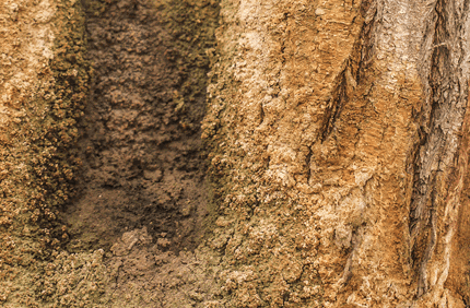 Pest And Disease Slime Flux Banner 1440X500