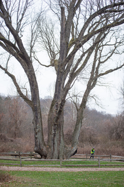 Signal Tree in Akron