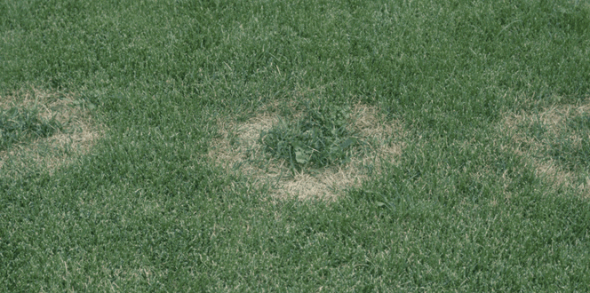 Pest And Disease Fusarium Blight Banner 1440X500