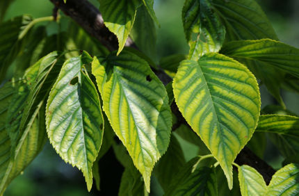 Ss 456412858 Chlorosis On Cherry Tree