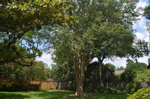 A lush backyard with shrubs, trees, grass and a fence in the background.