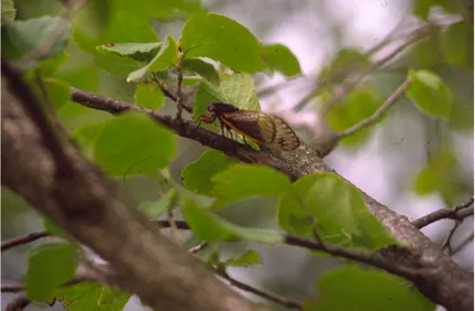 Cicadda on branch
