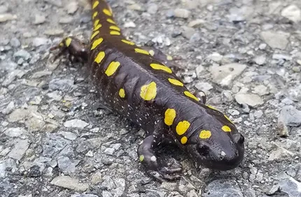 Vernal Pool