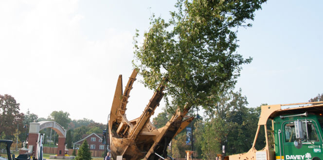 Large Tree Planting