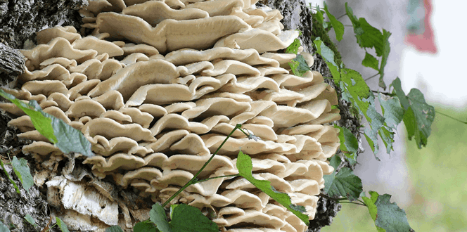 Pest And Disease Northern Tooth Fungus Banner 1440X500