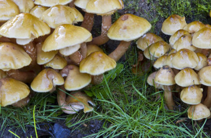 Pest And Disease Wood Decay Fungi Banner 1440X500