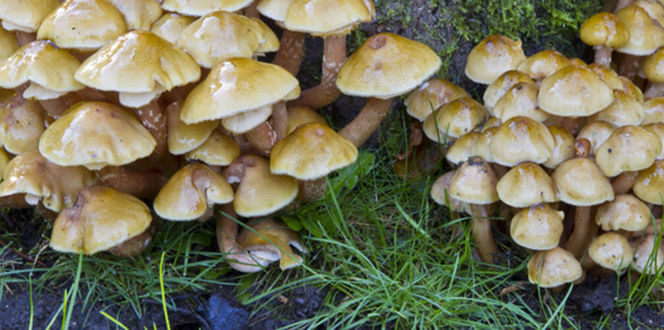 Pest And Disease Wood Decay Fungi Banner 1440X500