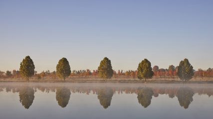 Group of trees at the Davey Nursery