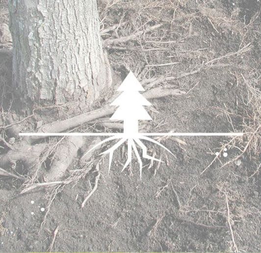 Root Space Alt 640X426