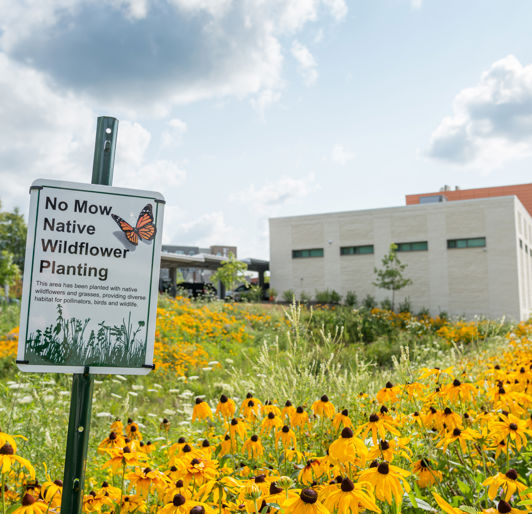 Pollinator Garden