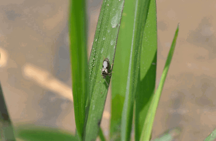 Pest And Disease Chinch Bugs Banner 1440X500