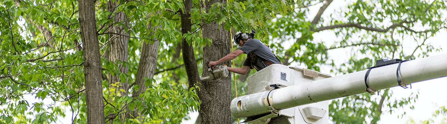 Tree Removal Services | Davey Tree