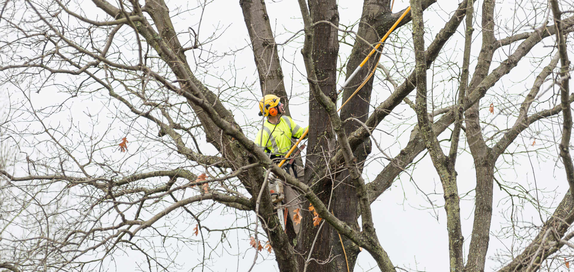 Winter Tree Care, Protection and Identification - Department of Lands