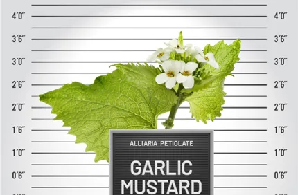 Garlic Mustard
