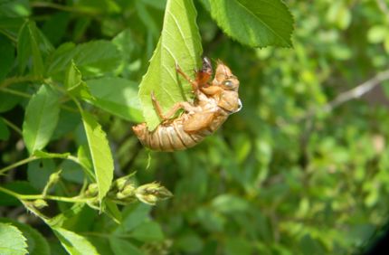 Cicada