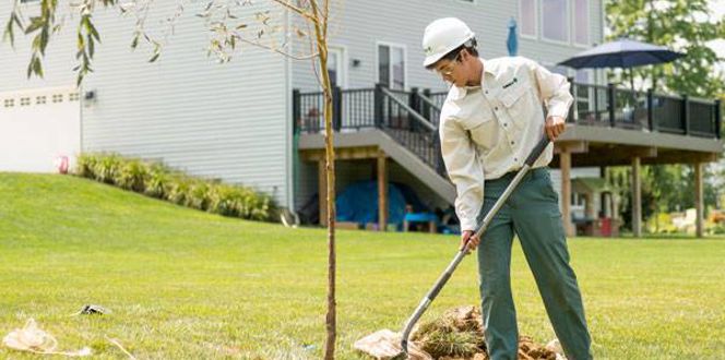 Tree Planting 600