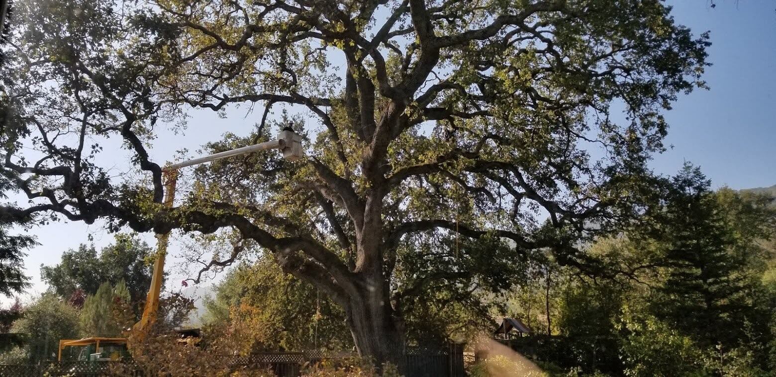 Davey Tree Services Near East Bay, California | Davey Tree