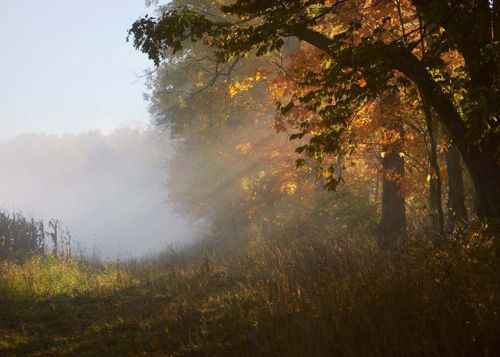 Forest with sunshine