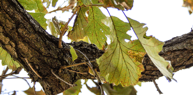 Pest And Disease Bur Oak Blight Banner 1440X500