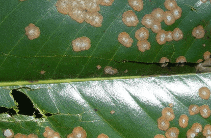 Pest And Disease Algal Leaf Spot Banner 1440X500