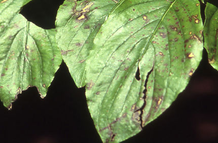 Pest And Disease Dogwood Anthracnose Banner 1440X500