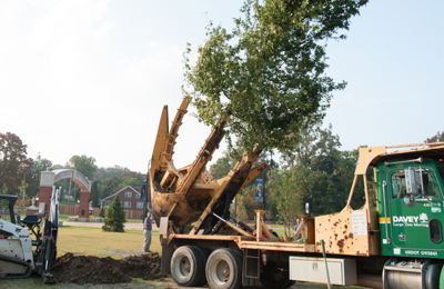 Transplanting
