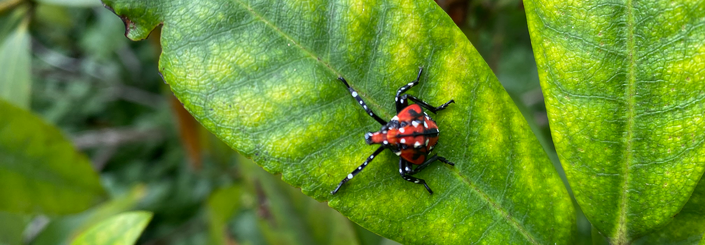 Tree bugs store