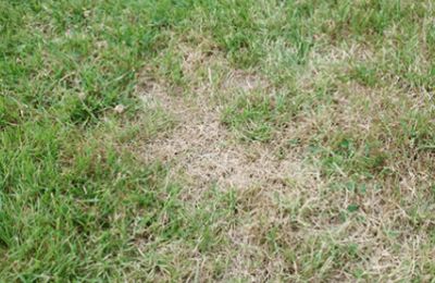 Lawn Pest Control