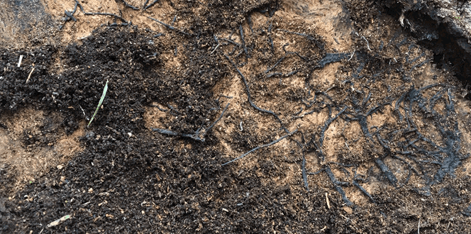 Pest And Disease Armillaria Mushrooms Banner 1440X500