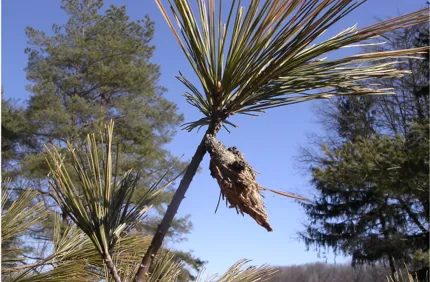 Bagworm