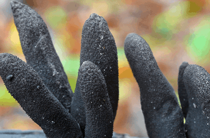 Pest And Disease Deadman Fingers Banner 1440X500