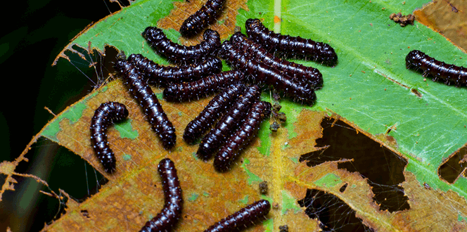 Pest And Disease Center Buck Moth Banner 1440X500